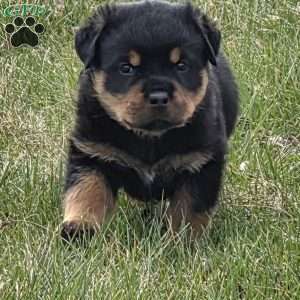 Miss Bonny, Rottweiler Puppy